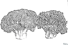 broccoli Kleurbladsye Om Te Druk